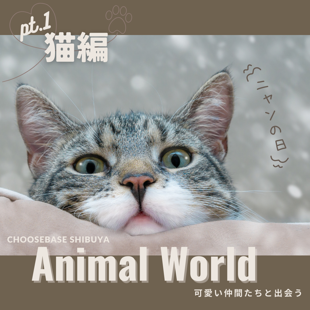 魅力あふれる猫アイテムで、毎日が癒しのひとときに!のサムネイル