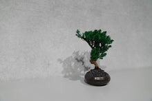 画像をギャラリービューアに読み込む, re盆栽76|TOUFU TOKYO(トウフトウキョウ)