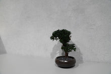 画像をギャラリービューアに読み込む, re盆栽81|TOUFU TOKYO(トウフトウキョウ)