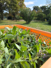 画像をギャラリービューアに読み込む, ホーリーバジル|箱根山麓ハーブTreize13(ハコネサンロクハーブトレーズ)