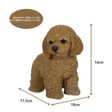 画像をギャラリービューアに読み込む, 右向きに立つトイプードル(アプリコット)|WooBia(ウービア)