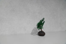 画像をギャラリービューアに読み込む, re盆栽79|TOUFU TOKYO(トウフトウキョウ)