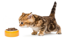 画像をギャラリービューアに読み込む, アレヴァ エクイリブリアム チキン 成猫用 1.5kg|アレヴァ