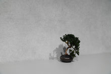 画像をギャラリービューアに読み込む, re盆栽80|TOUFU TOKYO(トウフトウキョウ)