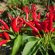 画像をギャラリービューアに読み込む, だし入り魚沼南蛮(唐辛子)|Hinoki(ヒノキ)