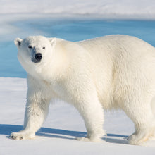 画像をギャラリービューアに読み込む, ホッキョクグマ|ソックス・靴下|Miita(ミータ)