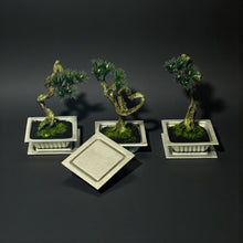 画像をギャラリービューアに読み込む, NEVER ROT with Craft Bonsai 鋳物納豆×クラフト盆栽|UNiTE WHiTE(ユナイトホワイト)