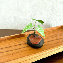 画像をギャラリービューアに読み込む, 炭団オブジェ/南国風リーフをあなたの空間に〜1|櫂の炭(カイノスミ)