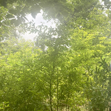 画像をギャラリービューアに読み込む, 千葉県木更津産・自然栽培 クロモジ茶 ティーバッグ|紅茶舗サウザンドリーフ(コウチャホサウザンドリーフ)