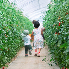 画像をギャラリービューアに読み込む, 完熟ミニトマト 100% ストレートジュース 北海道 富良野市産 720ml プレミアムルビー|阿部農園(アベノウエン)