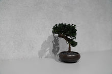 画像をギャラリービューアに読み込む, re盆栽81|TOUFU TOKYO(トウフトウキョウ)