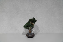 画像をギャラリービューアに読み込む, re盆栽82|TOUFU TOKYO(トウフトウキョウ)