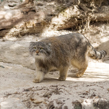 画像をギャラリービューアに読み込む, マヌルネコ|ソックス・靴下|Miita(ミータ)