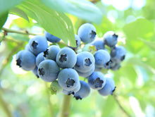 画像をギャラリービューアに読み込む, 5倍に薄める酵素(果実漬物)ブルーベリー(120g)|いすみの酵素(イスミノコウソ)