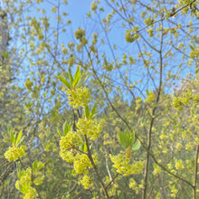 画像をギャラリービューアに読み込む, 千葉県木更津産・自然栽培 クロモジ茶/春摘み 中袋|紅茶舗サウザンドリーフ(コウチャホサウザンドリーフ)