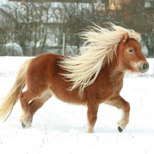 画像をギャラリービューアに読み込む, シェットランドポニー|ソックス・靴下|Miita(ミータ)