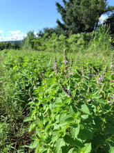 画像をギャラリービューアに読み込む, 華やか|箱根山麓ハーブTreize13(ハコネサンロクハーブトレーズ)