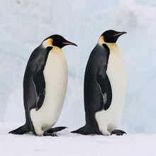 画像をギャラリービューアに読み込む, コウテイペンギン|ソックス・靴下|Miita(ミータ)