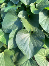 画像をギャラリービューアに読み込む, ほしいも 平干し |DESIGN FARM(デザインファーム)