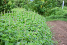 画像をギャラリービューアに読み込む, ホーリーバジル|箱根山麓ハーブTreize13(ハコネサンロクハーブトレーズ)