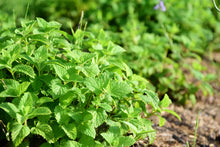 画像をギャラリービューアに読み込む, リラックス|箱根山麓ハーブTreize13(ハコネサンロクハーブトレーズ)