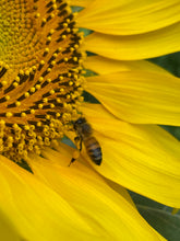 画像をギャラリービューアに読み込む, AUTUMN HONEY(350g)|LITTLE FARMETTE(リトルファーメット)