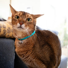 画像をギャラリービューアに読み込む, ルーチェ ベル|necono(ネコノ)