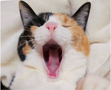 画像をギャラリービューアに読み込む, アクビをするネコ・ぎんなんの耳飾り|maltamarie(マルタマリエ)