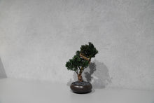 画像をギャラリービューアに読み込む, re盆栽82|TOUFU TOKYO(トウフトウキョウ)