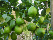 画像をギャラリービューアに読み込む, グリーンレモン(璃の香)と柚子のマーマレード|クラフトジャム Chez.BonBon(クラフトジャム シェボンボン)