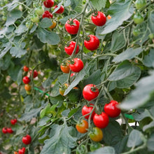 画像をギャラリービューアに読み込む, 完熟ミニトマト 100% ストレートジュース 北海道 富良野市産 720ml プレミアムルビー|阿部農園(アベノウエン)