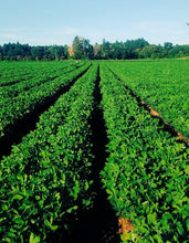 画像をギャラリービューアに読み込む, Qなっつ|オオノ農園(オオノノウエン)