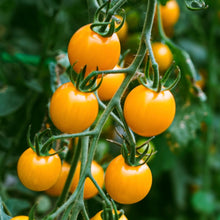 画像をギャラリービューアに読み込む, 完熟ミニトマト 100% ストレートジュース 北海道 富良野市産 720ml イエローミミ|阿部農園(アベノウエン)