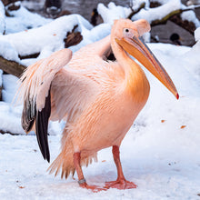 画像をギャラリービューアに読み込む, モモイロペリカン|ソックス・靴下|Miita(ミータ)