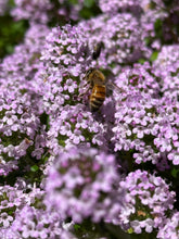 画像をギャラリービューアに読み込む, SUMMER HONEY(170g)|LITTLE FARMETTE(リトルファーメット)