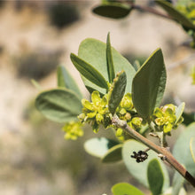 画像をギャラリービューアに読み込む, ゴールデン・ホホバオイル200ml|FARADAY KAMAKURA(ファラディ カマクラ)