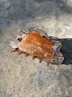 画像をギャラリービューアに読み込む, 貝バンスクリップ|aK(エーケイ)