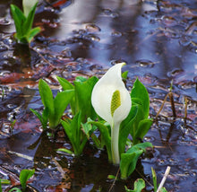 画像をギャラリービューアに読み込む, Mizubasho|PARFUM SYMPHONIE(パルファンシンフォニー)