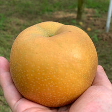 画像をギャラリービューアに読み込む, コンフィチュール「梨っ娘」|Le Café de Pomme(ルカフェドゥポム)