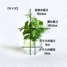 画像をギャラリービューアに読み込む, ミントとローズマリーのライム炭酸水ウォーターアレンジメント(アーティフィシャルフラワー・造花・フェイクウォーター)|bouquet de muguet(ブーケ ドゥ ミュゲ)