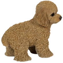 画像をギャラリービューアに読み込む, 右向きに立つトイプードル(アプリコット)|WooBia(ウービア)