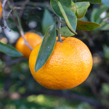 画像をギャラリービューアに読み込む, 九州のこうぶつヲカシ(琥珀糖)|ハラペコラボ