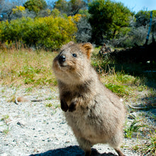 画像をギャラリービューアに読み込む, クアッカワラビー|ソックス・靴下|Miita(ミータ)