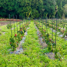 画像をギャラリービューアに読み込む, だし入り魚沼南蛮(唐辛子)|Hinoki(ヒノキ)