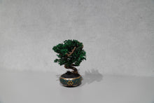 画像をギャラリービューアに読み込む, re盆栽75|TOUFU TOKYO(トウフトウキョウ)