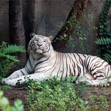 画像をギャラリービューアに読み込む, ホワイトタイガー|ソックス・靴下|Miita(ミータ)