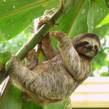 画像をギャラリービューアに読み込む, ナマケモノ|ソックス・靴下|Miita(ミータ)