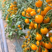 画像をギャラリービューアに読み込む, 完熟ミニトマト 100% ストレートジュース 北海道 富良野市産 720ml イエローミミ|阿部農園(アベノウエン)