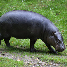 画像をギャラリービューアに読み込む, コビトカバ|ソックス・靴下|Miita(ミータ)