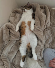 画像をギャラリービューアに読み込む, へそ天で眠るネコ・殿の髪飾り|maltamarie(マルタマリエ)